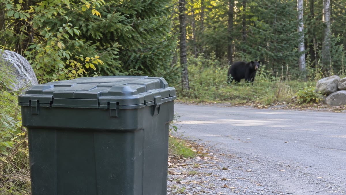 AI illustration: Closed refuse container beside a lane, with a black bear at the woodland edge.