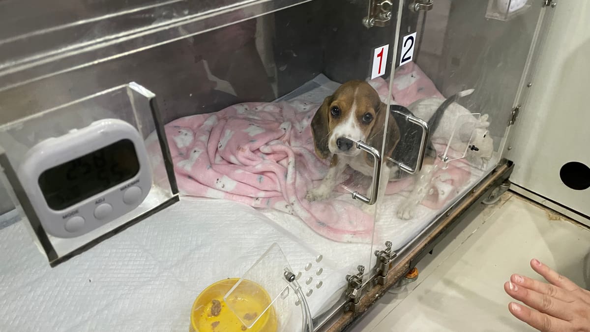 A beagle in a veterinary oxygen enclosure; this is not the dog rescued in Bedford.