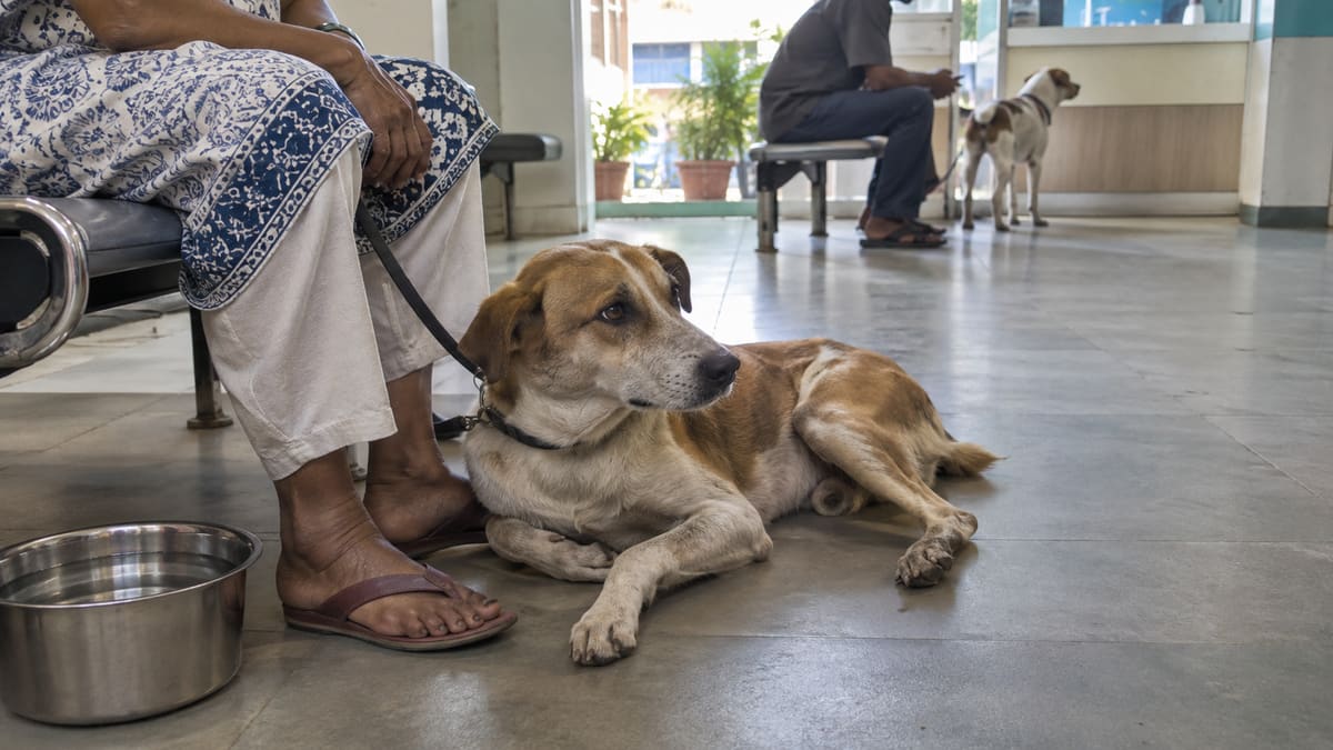Dog resting beside a caretaker in a veterinary waiting room.