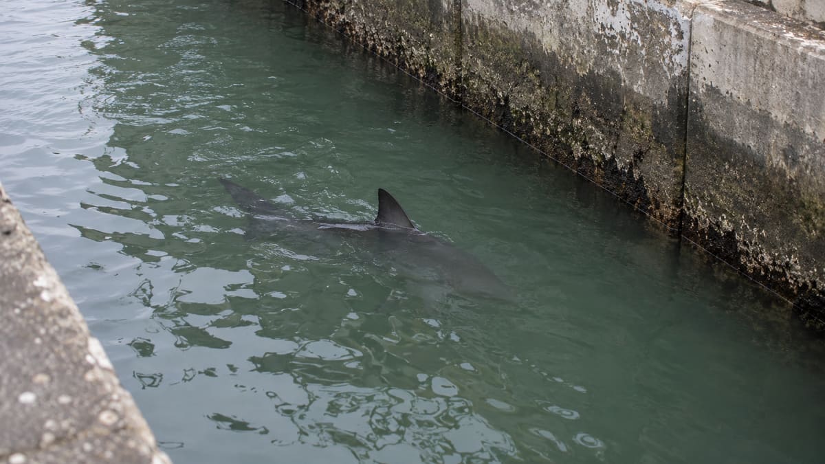 AI illustration: a shark’s dorsal fin breaks the surface beside a concrete canal wall.