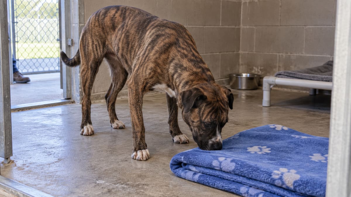 AI illustration: Brindle dog sniffing a blanket inside a shelter kennel.