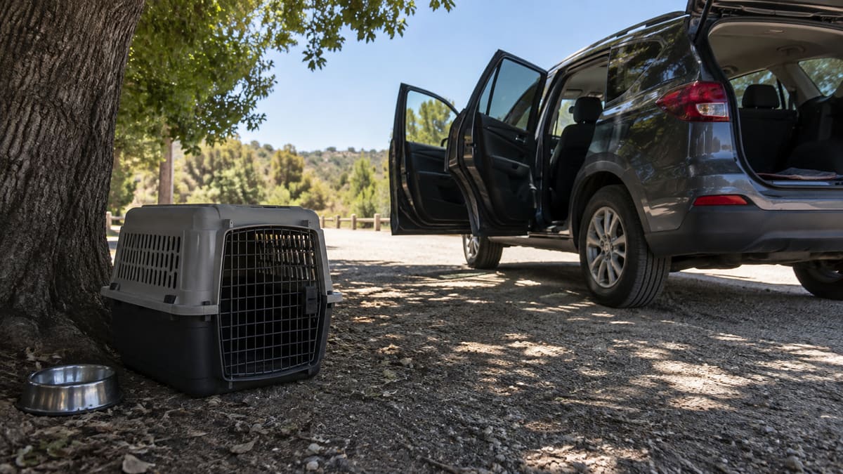 Pet carrier and water bowl in shade beside an open vehicle.