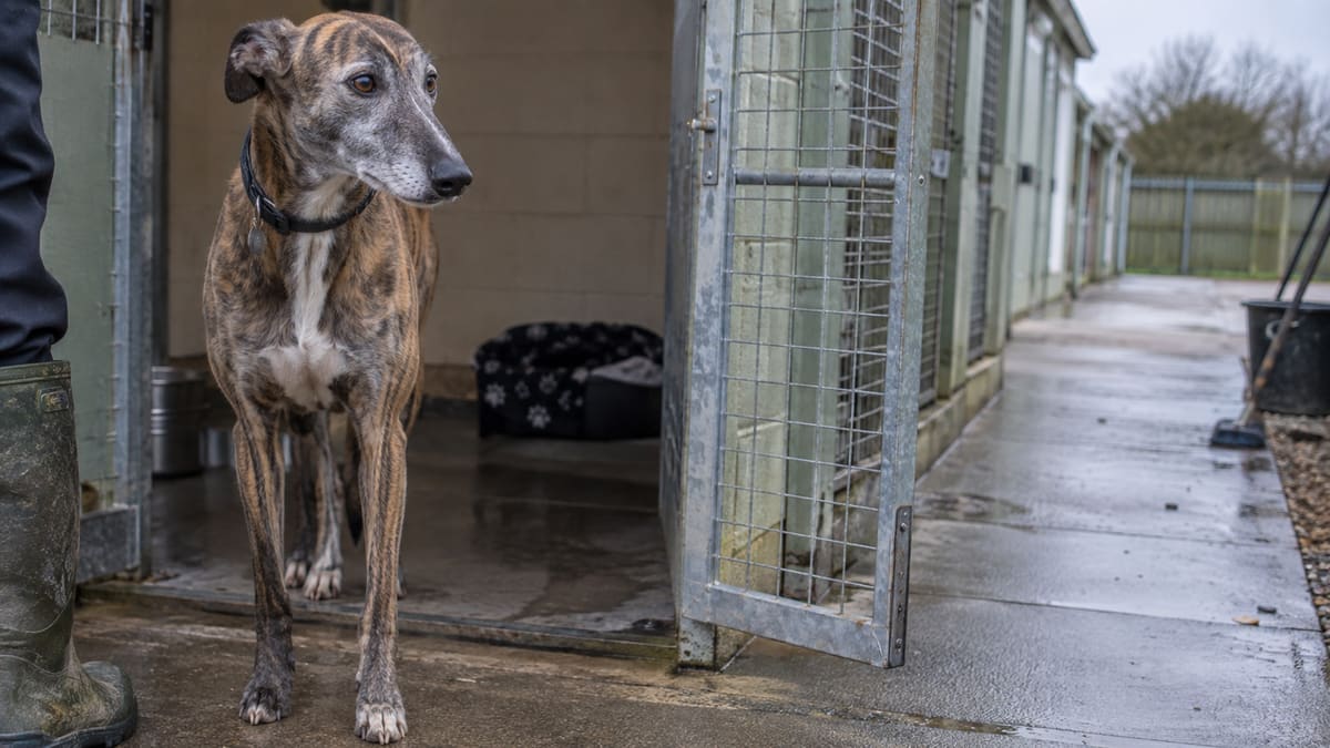 AI illustration: Brindle dog waiting beside an open shelter kennel gate.