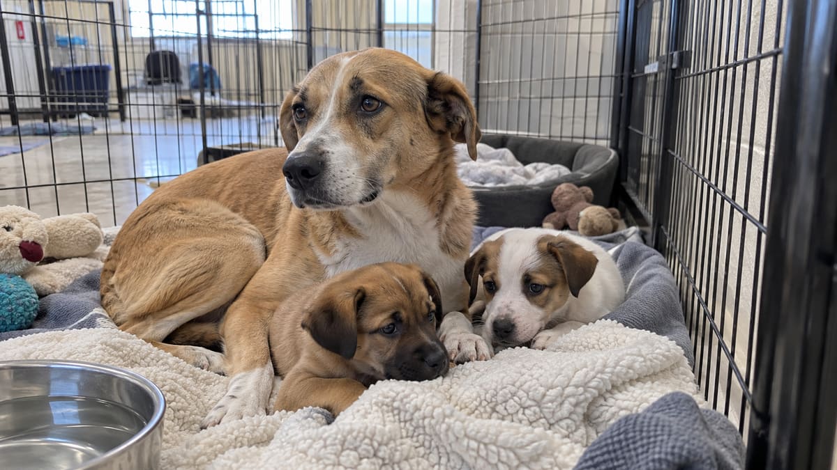 Adult dog and two puppies resting on bedding in a pen.
