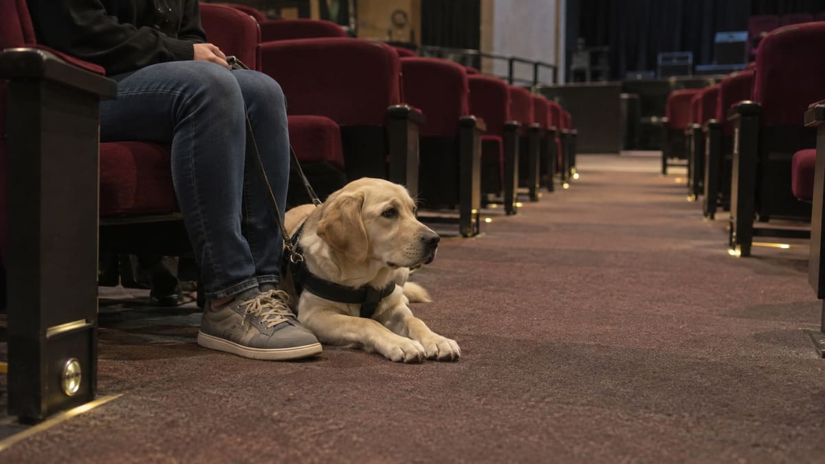 AI illustration: Yellow Labrador lying beside a handler's shoes in a theater aisle.
