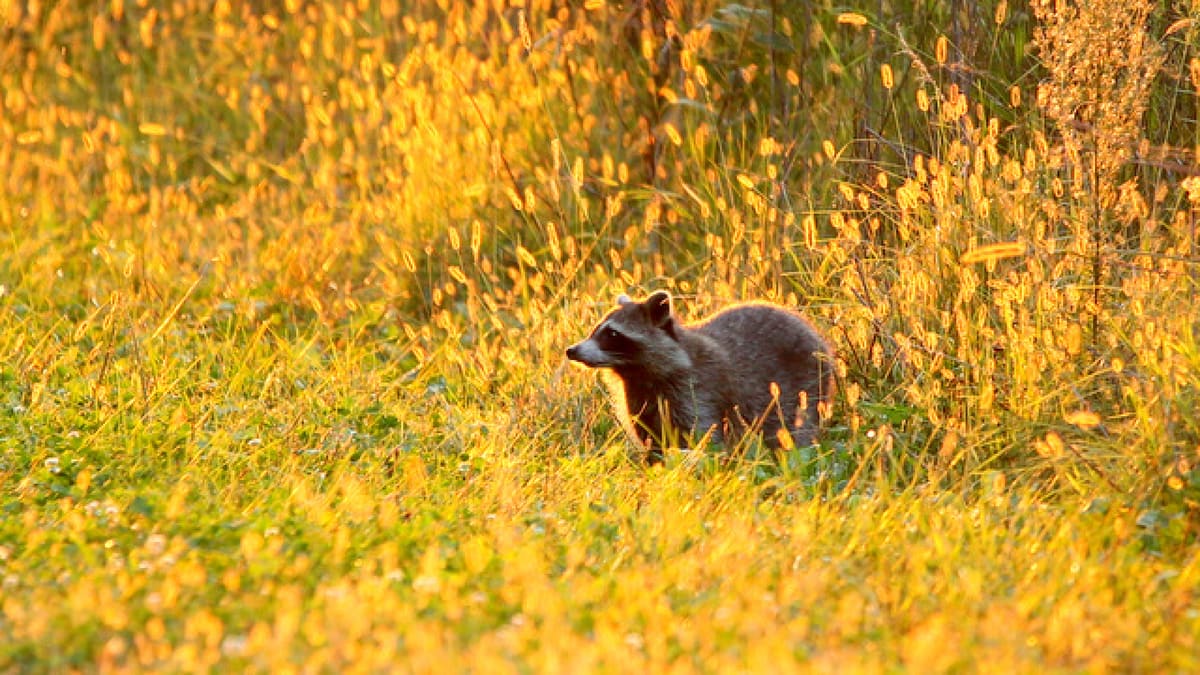 A raccoon stands in a grassy field at DeSoto National Wildlife Refuge.