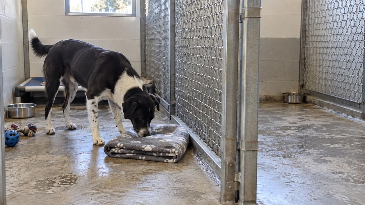 AI illustration: a black and white dog sniffing a folded blanket inside a shelter kennel.