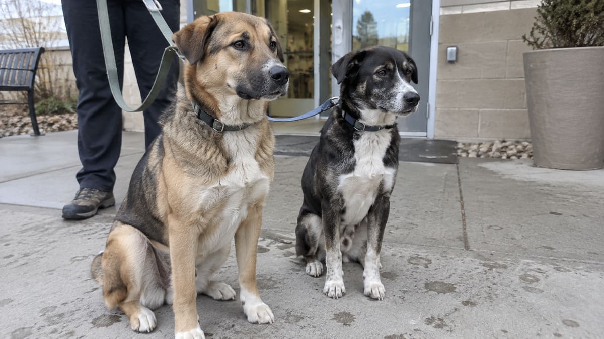 Two dogs on leads beside a caretaker at a shelter entrance.