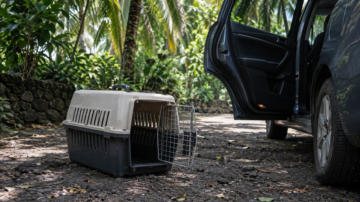 Empty pet carrier beside an open car door in tropical shade.