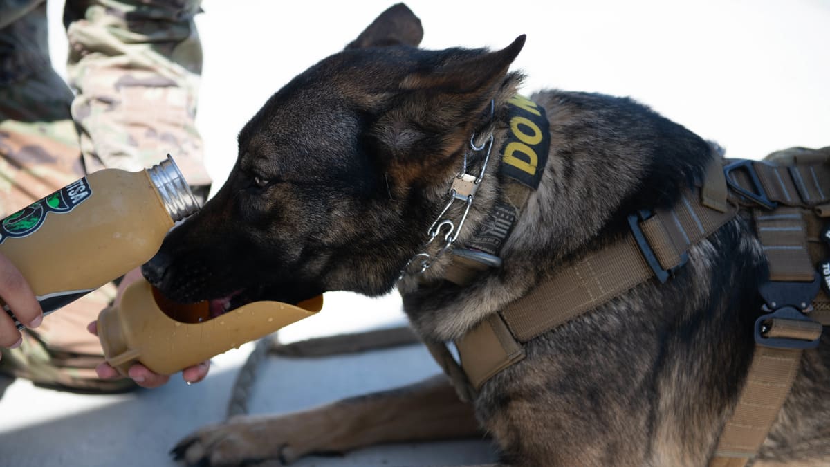 A German shepherd working dog in a harness drinks from a water bottle held by a handler.