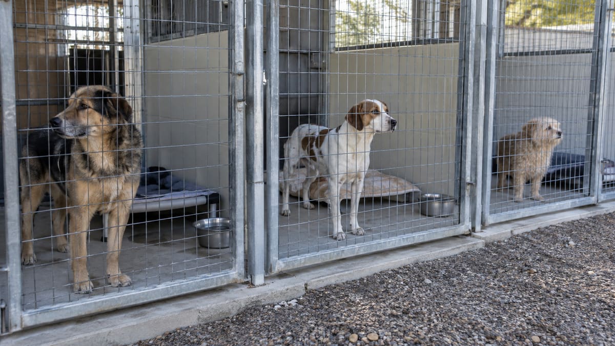 AI illustration: Three dogs in separate shelter runs.