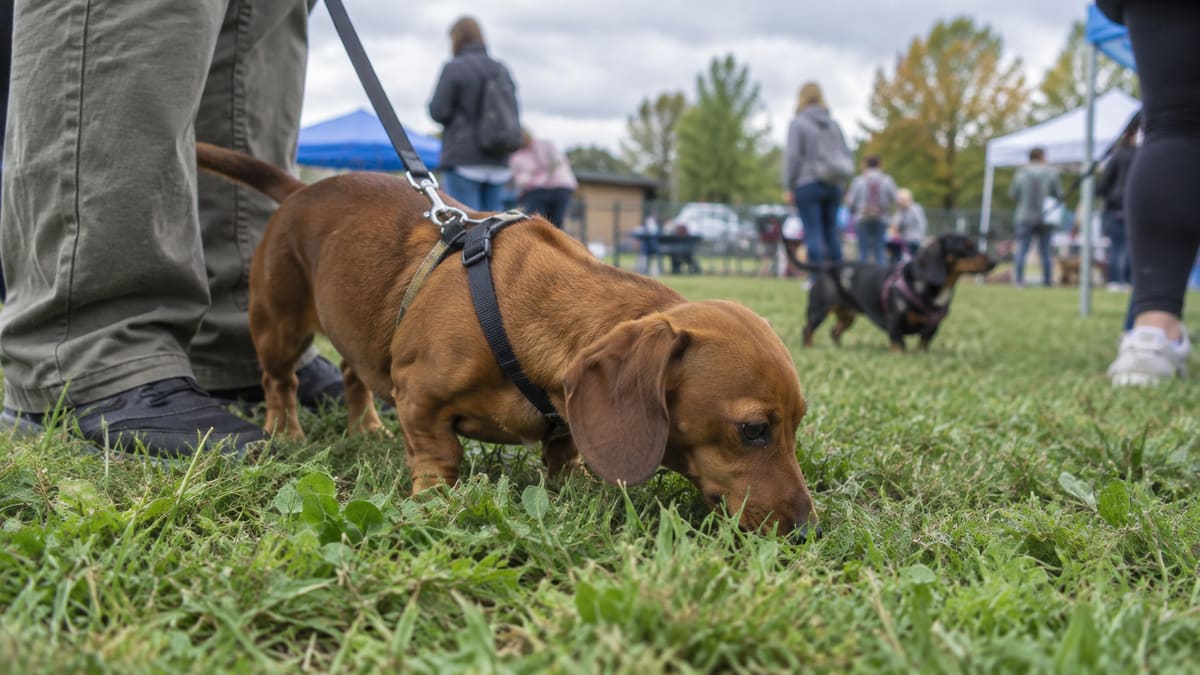AI illustration: Dachshund sniffing grass beside a volunteer at an outdoor gathering.