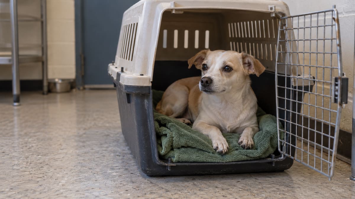 AI illustration: a small cream and tan dog rests on a towel inside an open transport carrier.