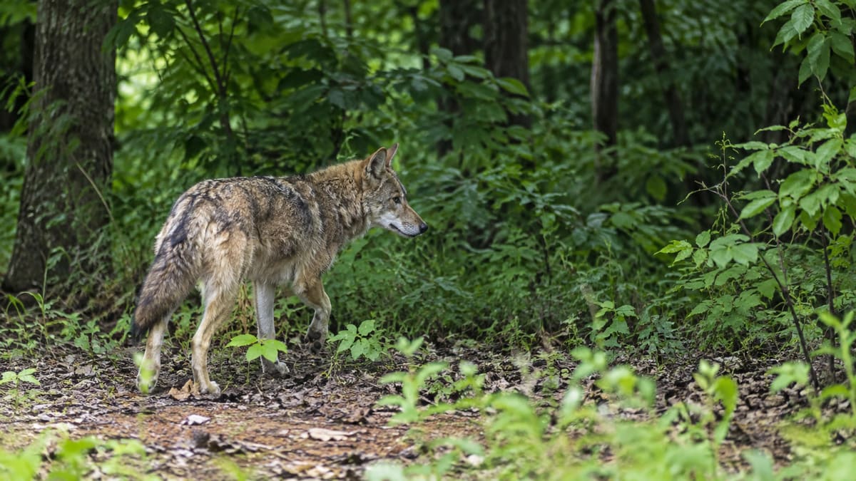 AI illustration: Coyote walking toward a wooded area.