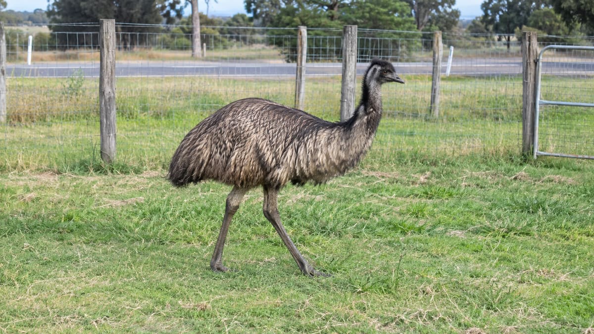 AI illustration: Emu walking inside a fenced grassy paddock.