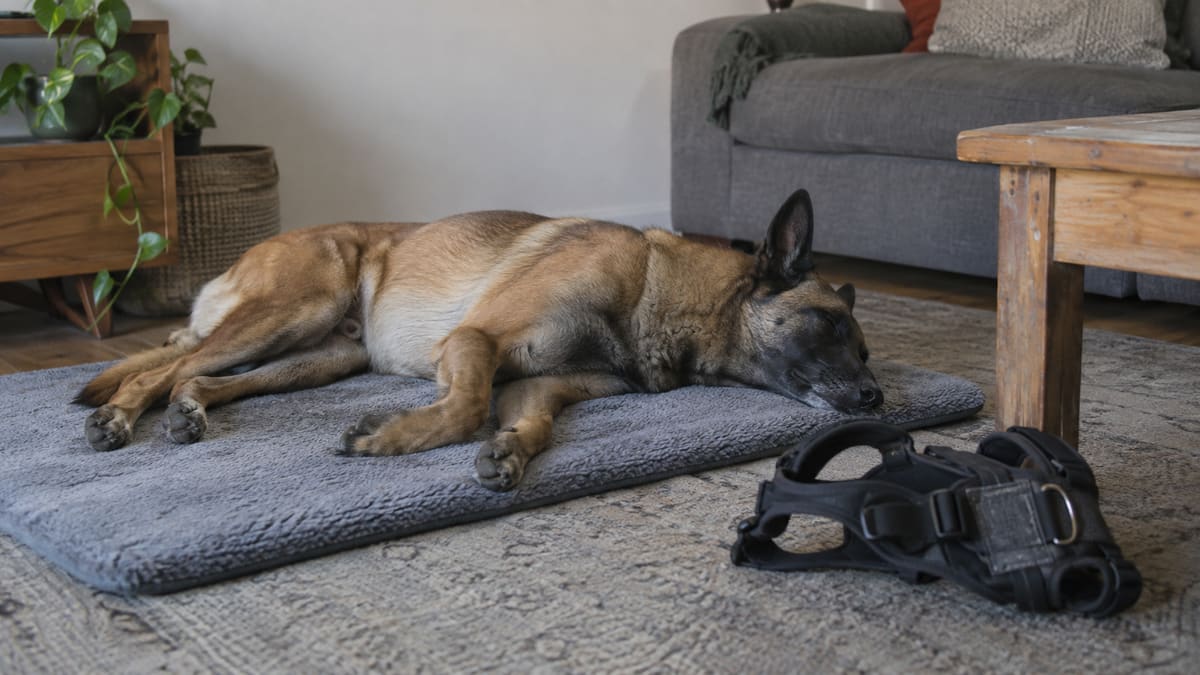 Belgian Malinois sleeping on a mat beside a working harness.