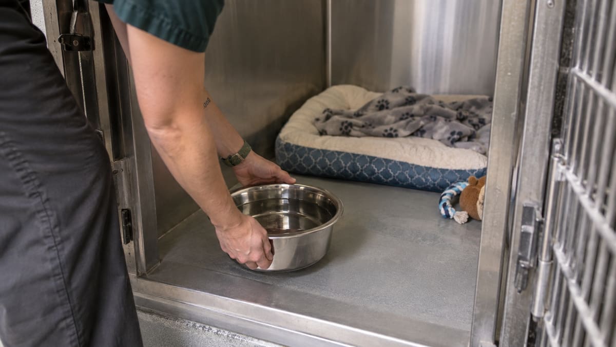 Worker placing a water bowl inside a kennel.