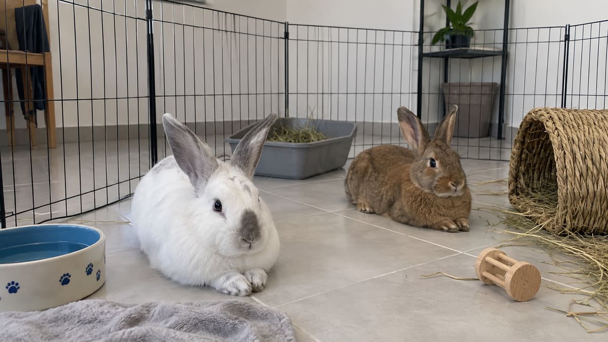 Two rabbits resting beside hay and a water bowl in an indoor pen.