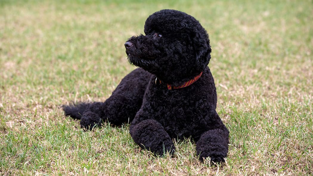 Sunny lying on the White House South Lawn in August 2013.