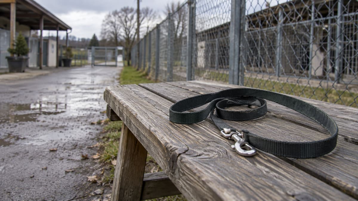 Dog lead on a wooden bench beside a shelter fence.