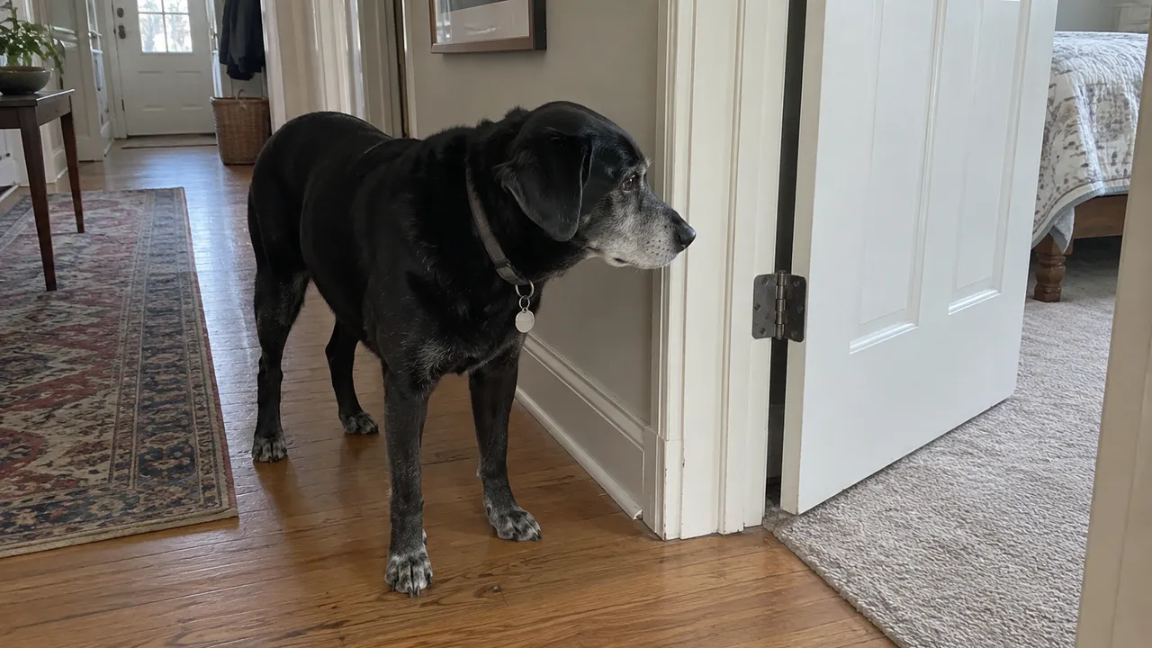 Gray muzzled black dog standing beside the hinge side of an open doorway