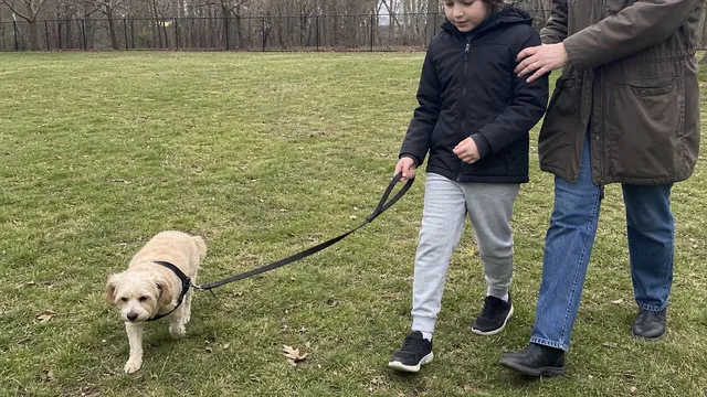Adult providing direct hand backup while an older child walks a small calm dog in a fenced park