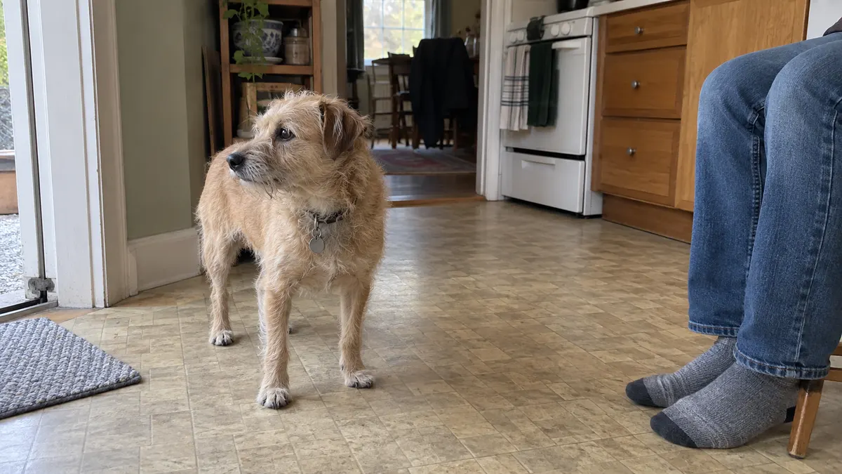 A tan terrier looks toward an open kitchen doorway while a seated person leaves space beside it