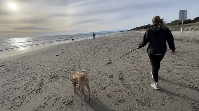 Handler using a managed long line with a dog on an uncrowded public beach