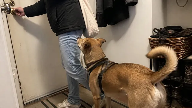 A dog waiting behind a scratched apartment doorway on a loose leash