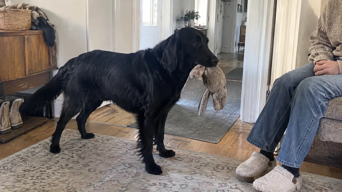 A black retriever holds a fabric toy beside a seated person with hands resting away from the toy
