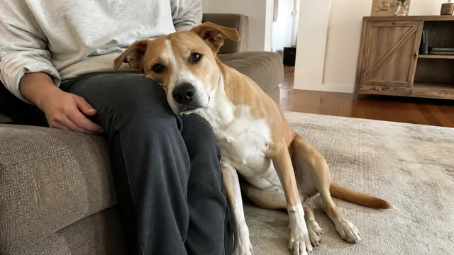 Tan and white dog resting its head against a seated caregiver's leg in a quiet living room