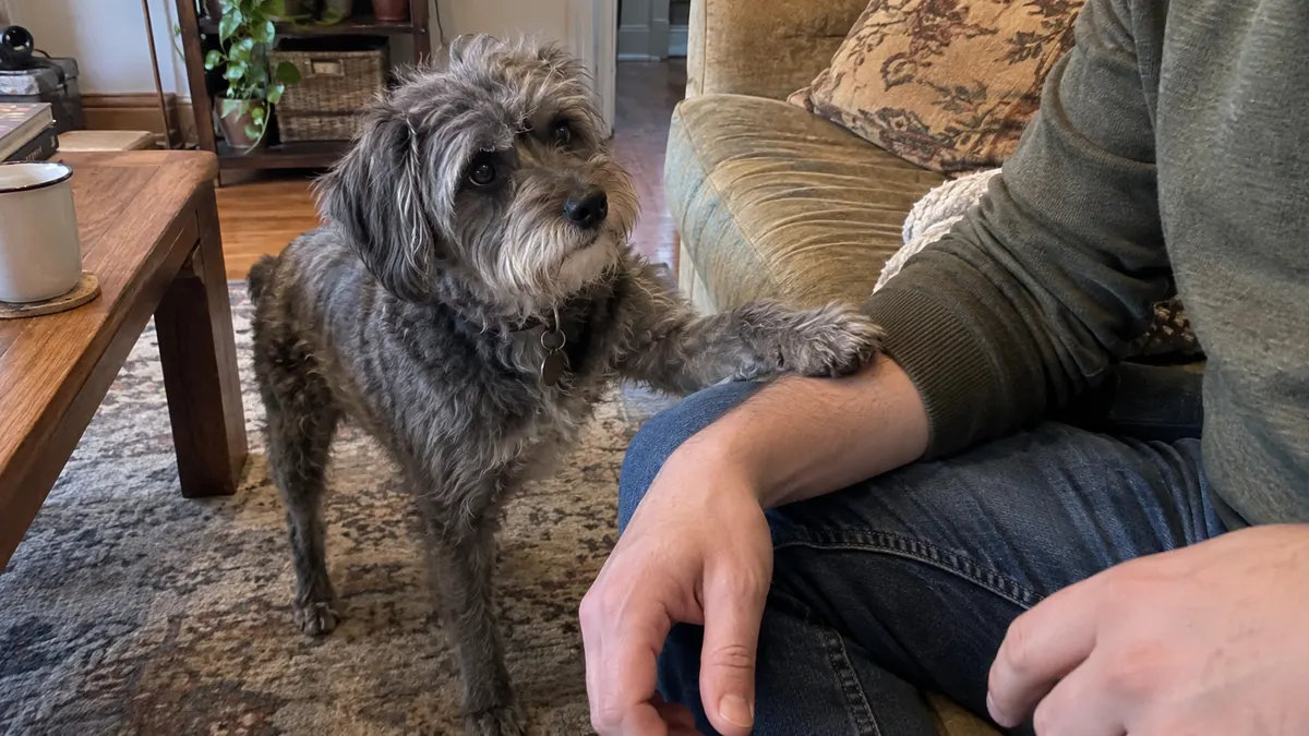 A dog's front paw rests lightly on a seated adult's forearm while the adult's hand is still