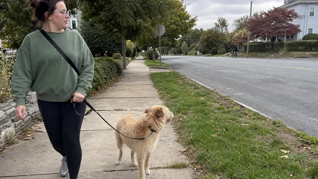 A scruffy mixed breed dog noticing a distant bicycle while walking on a loose leash