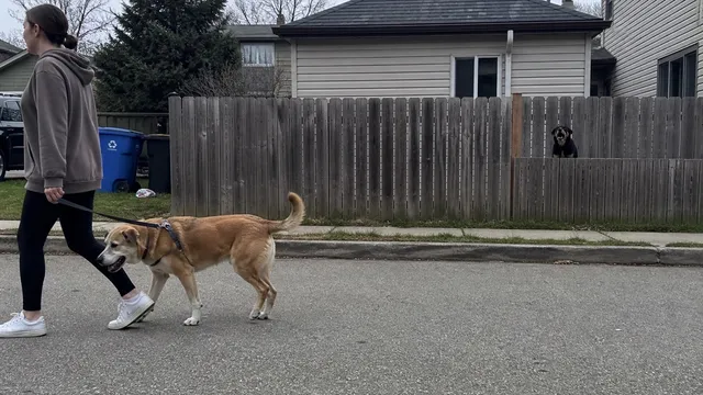 A handler crossing the street with a dog while another dog barks behind a wooden fence