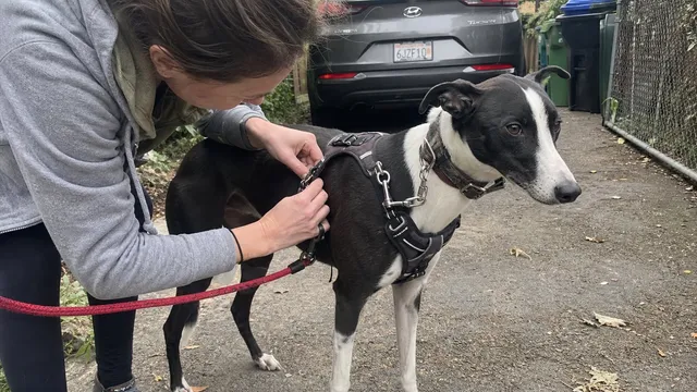 Handler checking a harness and separate collar backup connection on a slim dog
