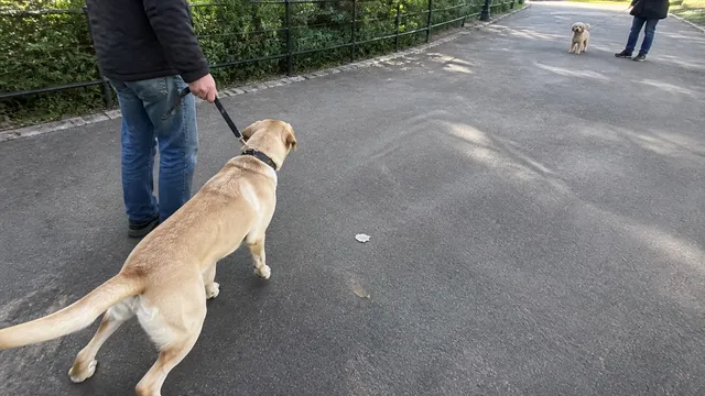 A young Labrador leaning toward a distant dog while the handler creates space