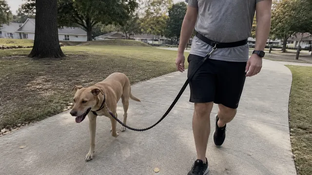 A calm medium dog walking on a purpose built waist leash in an open park