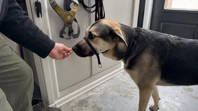 Dog being introduced gradually to a head halter beside a hanging body harness