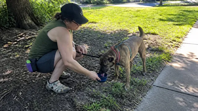 Brindle dog drinking from a collapsible bowl in shade beside a sunny path