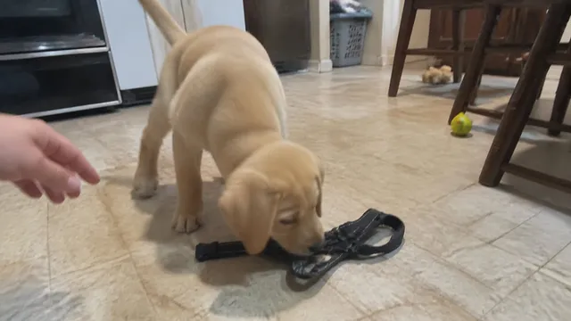 A wriggly Labrador puppy sniffing a harness on a lived in kitchen floor