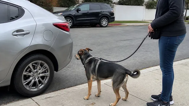 Handler and leashed dog recovering behind a parked car after moving away from a trigger