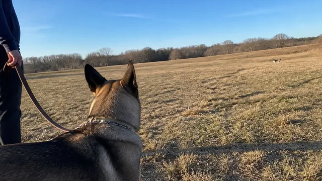 A calm shepherd mix observing another dog from far across an open field