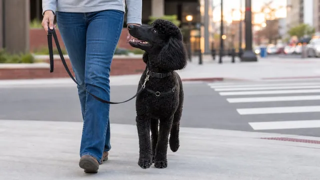 Black standard poodle walking close beside a handler on a loose leash near a city crossing