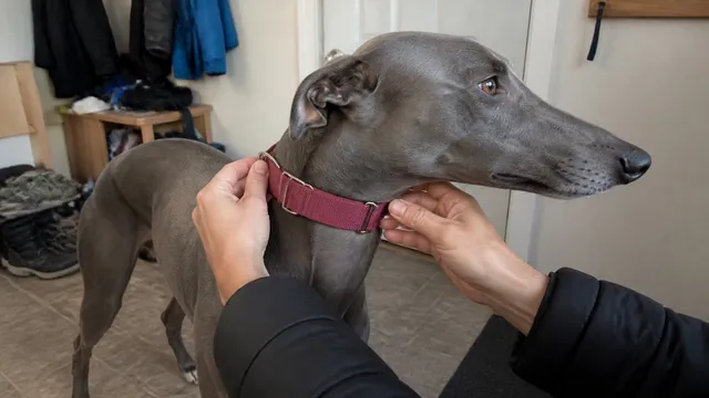 Hands checking a fabric martingale collar on a calm greyhound in a mudroom