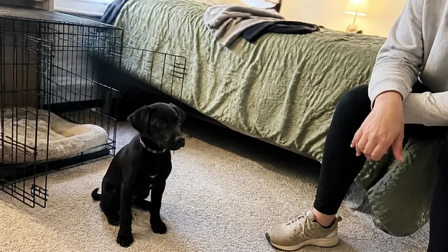 Small black puppy sitting near an open wire crate in an ordinary bedroom while its owner remains within view