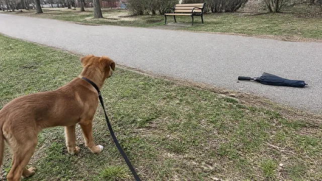 Red mixed breed puppy observing a folded umbrella from a comfortable distance in an ordinary neighborhood park