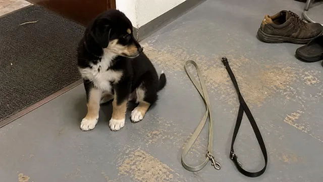 A small puppy beside two ordinary fixed leashes on a scuffed entryway floor
