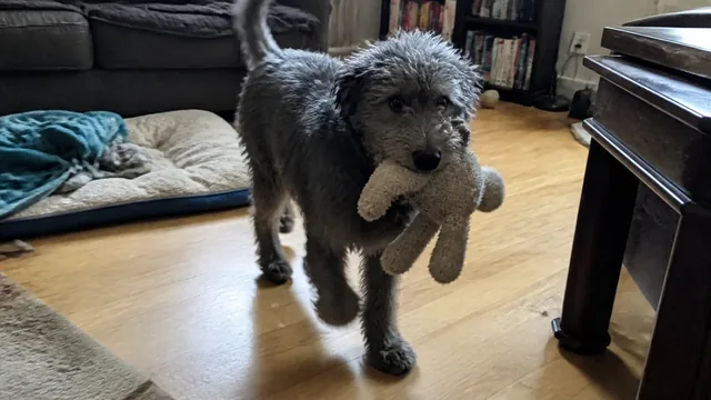 Shaggy gray puppy carrying a toy in a lived in living room shortly before settling for a nap