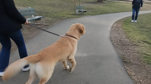 An excited golden retriever puppy noticing a person across a scruffy park path