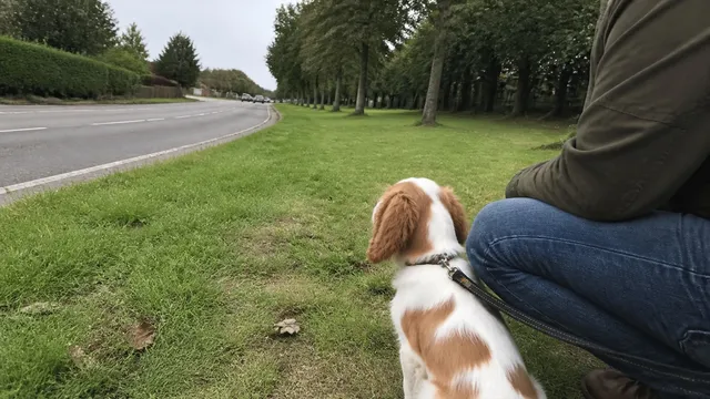 A puppy watching distant cars from a wide grassy verge